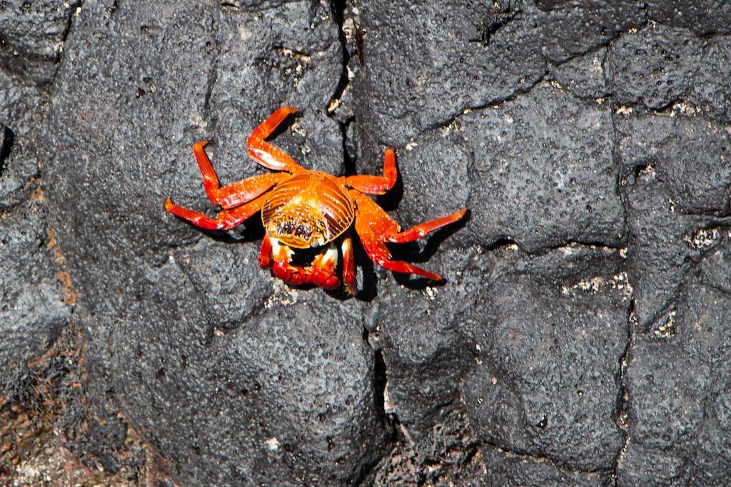 Chez Manany Galapagos Ecolodge Puerto Villamil Extérieur photo